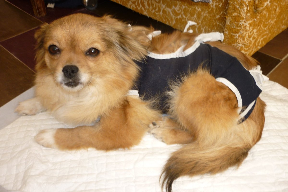 Помесь шпица и чихуахуа