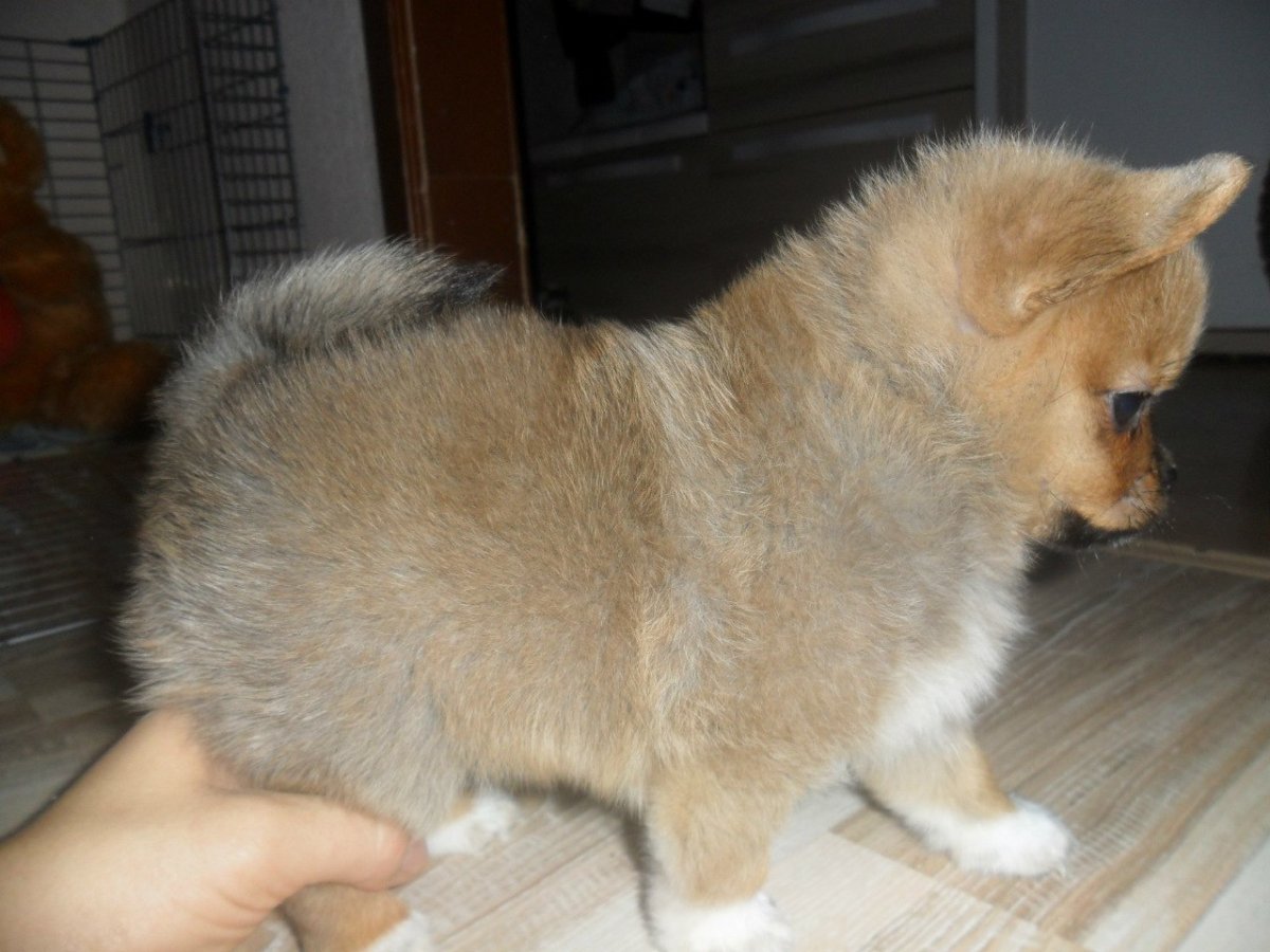 Чихуахуа в БМВ