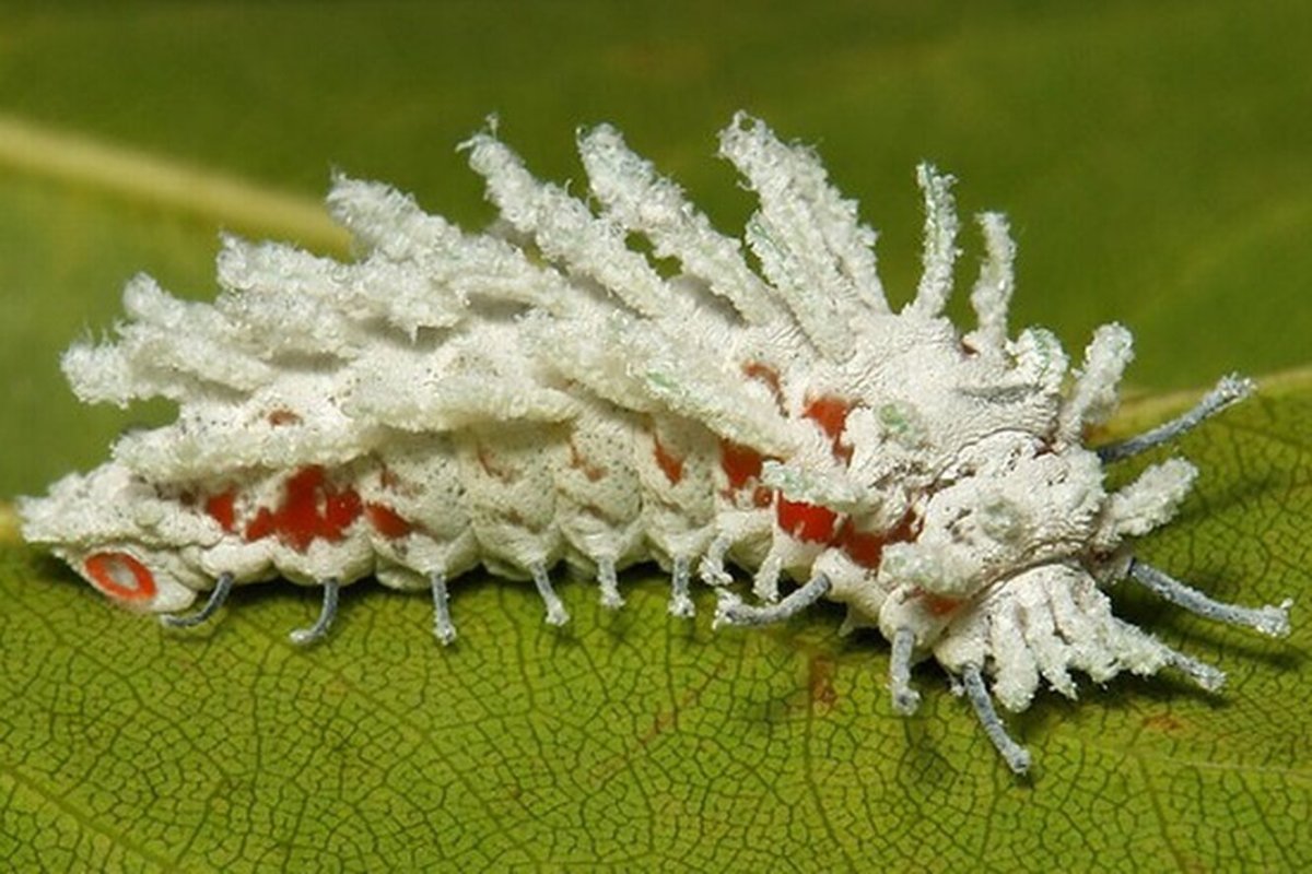 Гусеница Eudocima phalonia