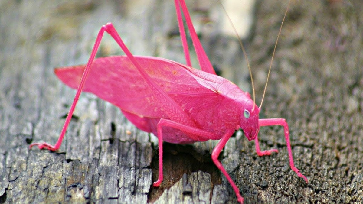 Phyllodes Imperialis гусеница
