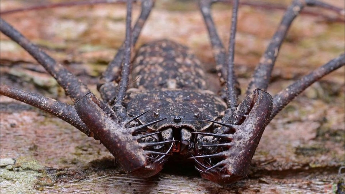 Малазийский богомол-Щитоносец