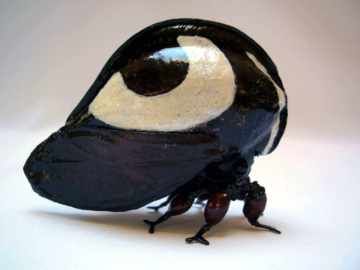 Богомол Pseudocreobotra wahlbergi