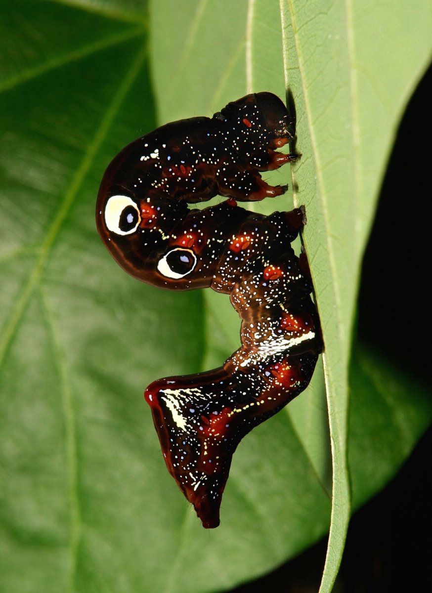 Жук-веероус (Rhipicera femorata)