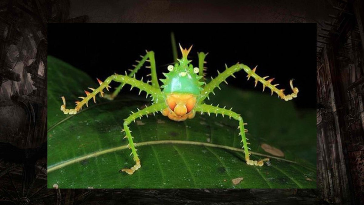 Жук Голиаф насекомое