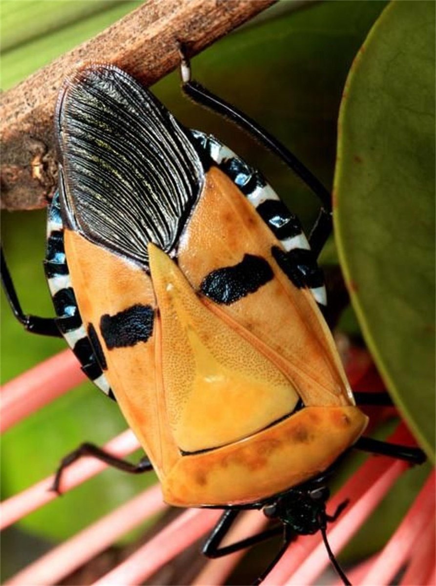 Мадагаскарский кузнечик