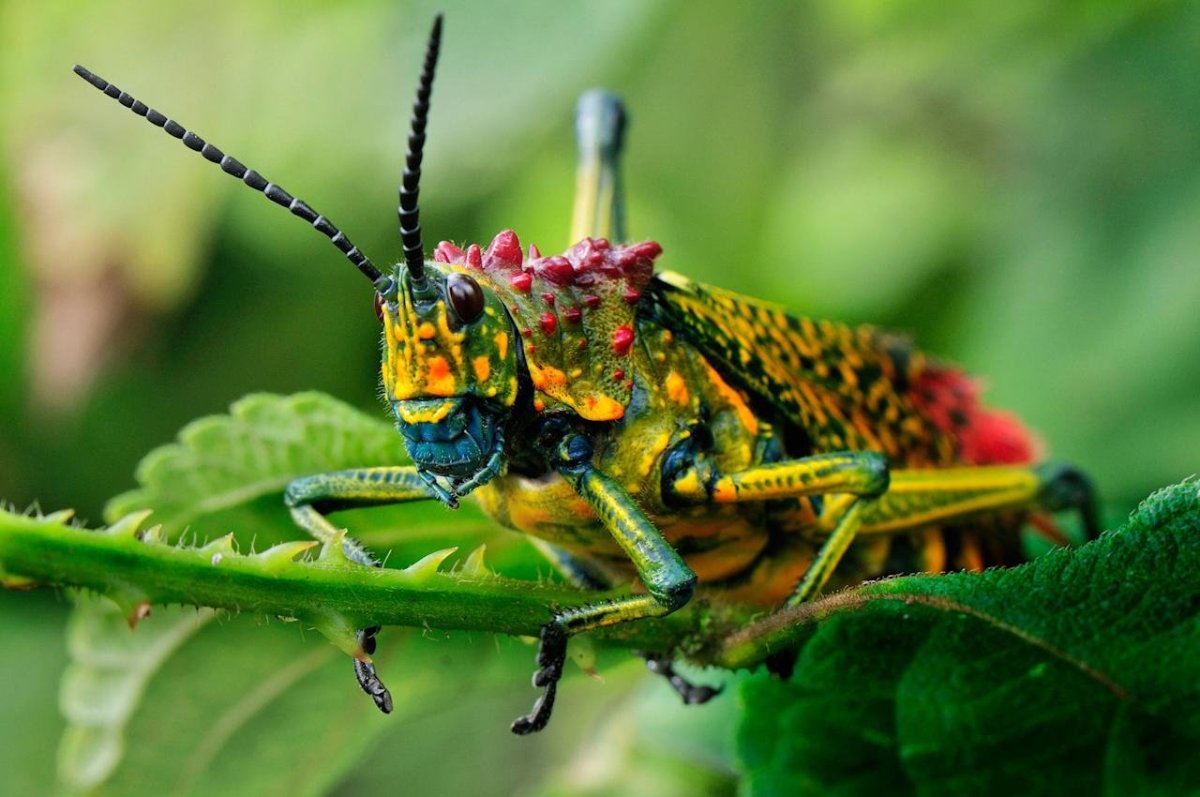 Macracantha arcuata паук