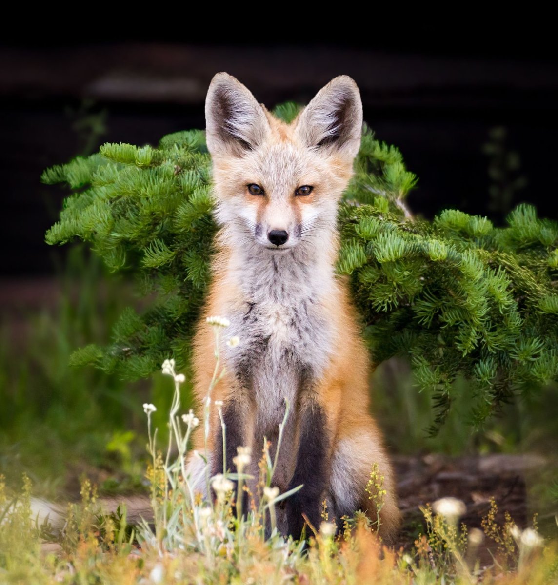 Лиса в природе