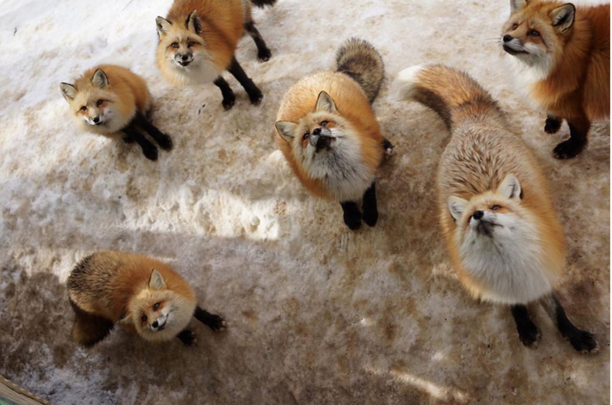 Дзао Кицунэ Мура деревня лисиц