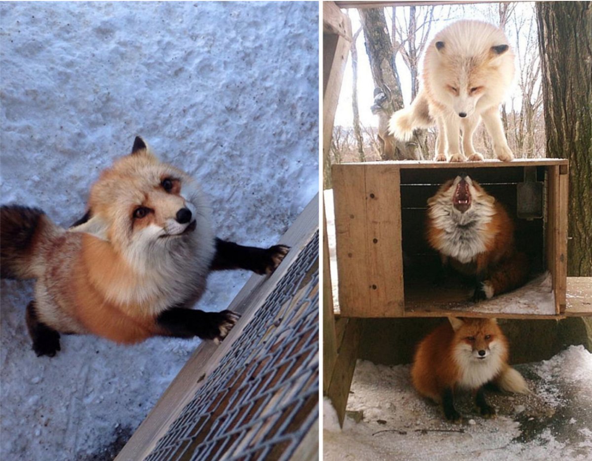 Дзао Кицунэ Мура деревня