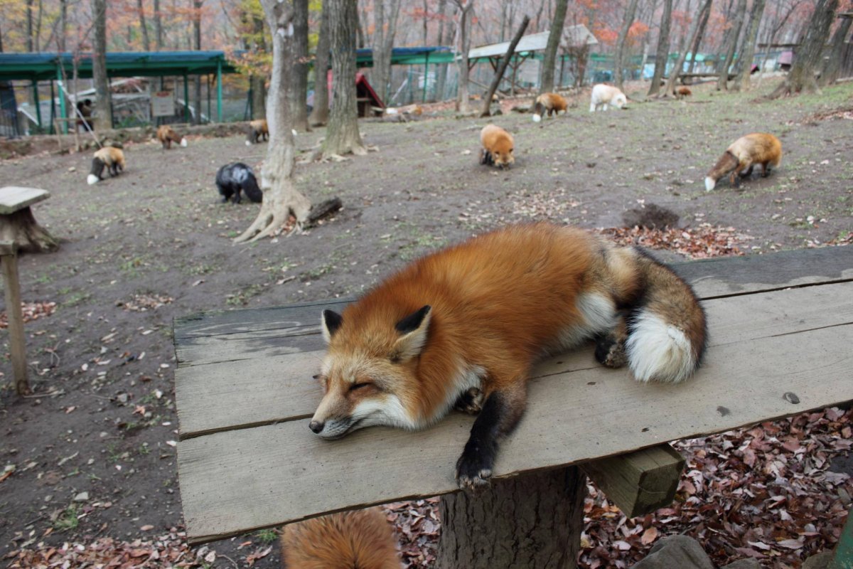 Дзао Кицунэ Мура