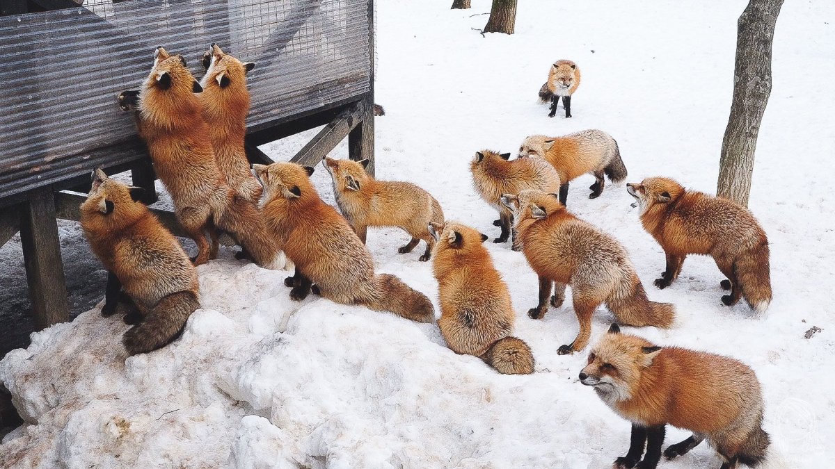 Лисья деревня в Японии