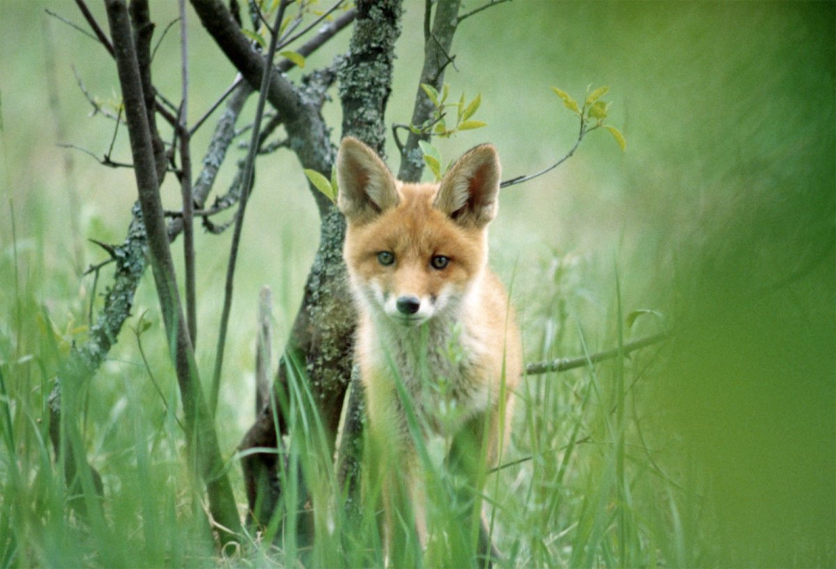 Фауна Башкортостана