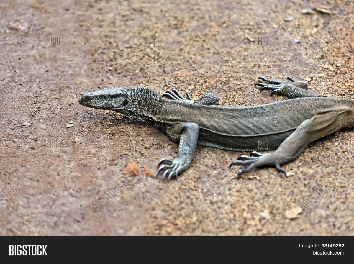 Луговая ящерица