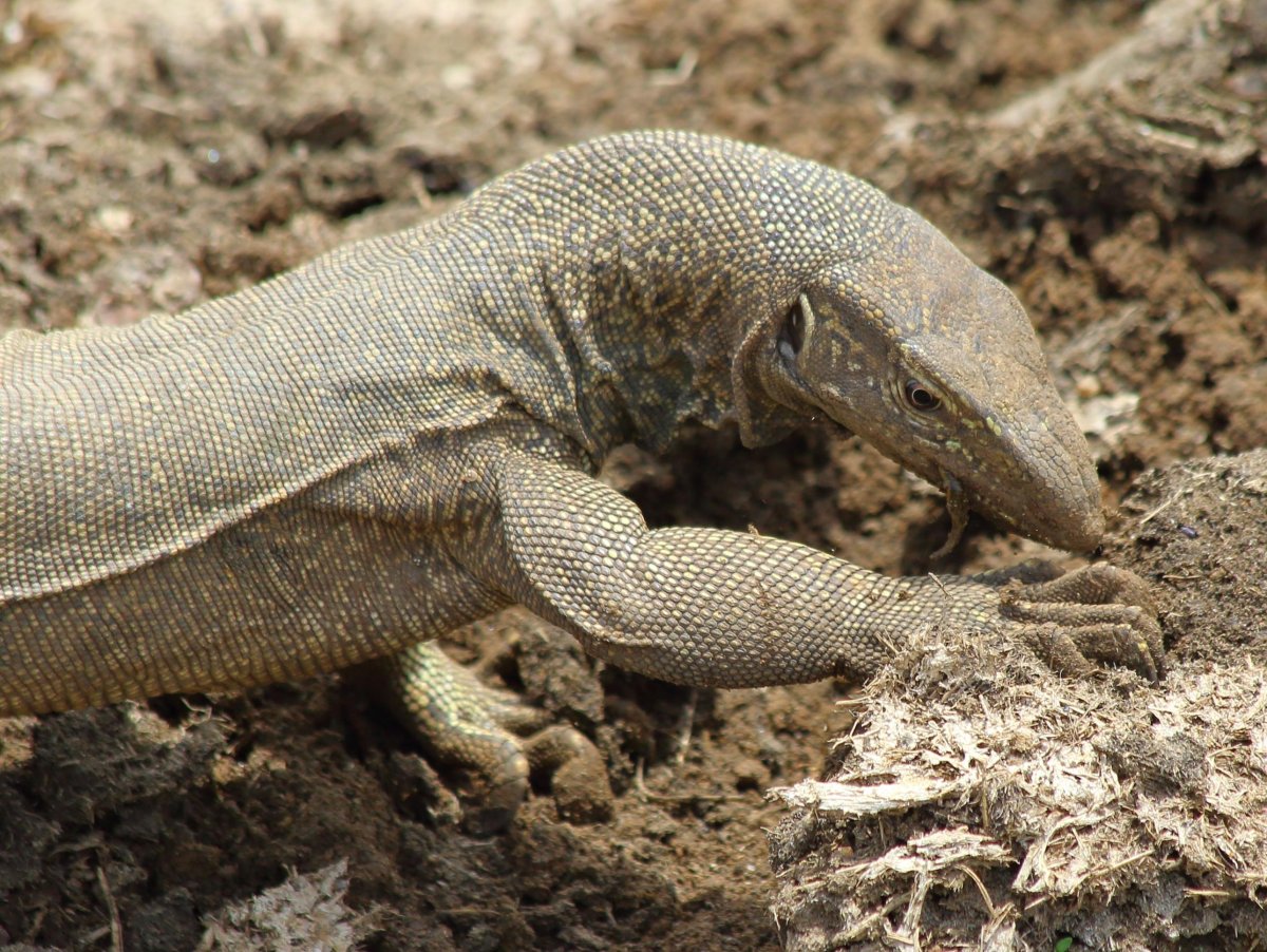 Варан Шри Ланка