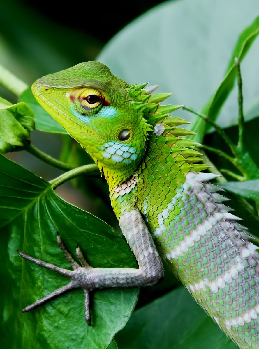 Ящерица калот