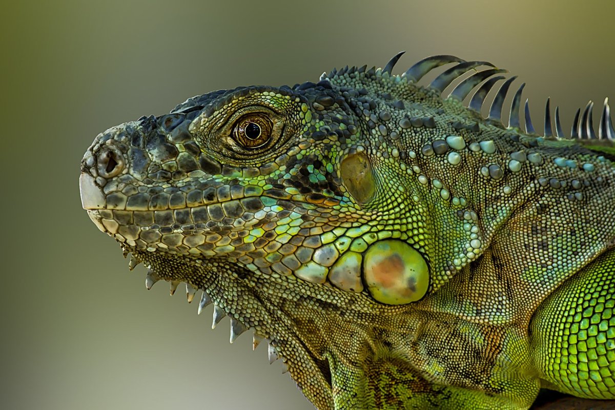 Бородатый дракон игуана