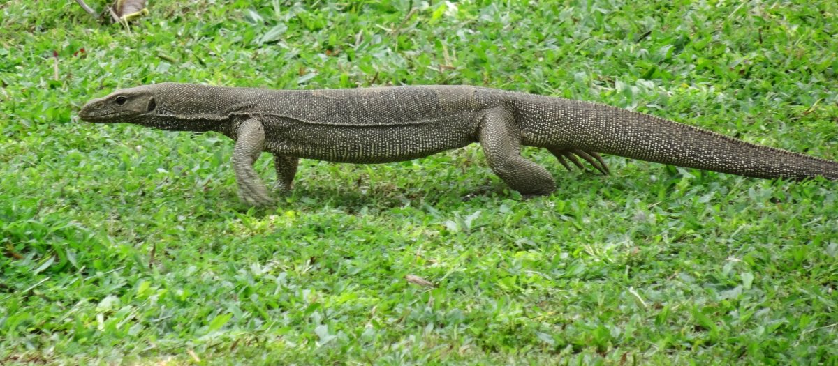 Игуана на Шри Ланке