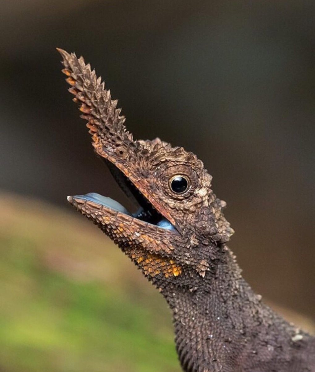 Варан Шри Ланка