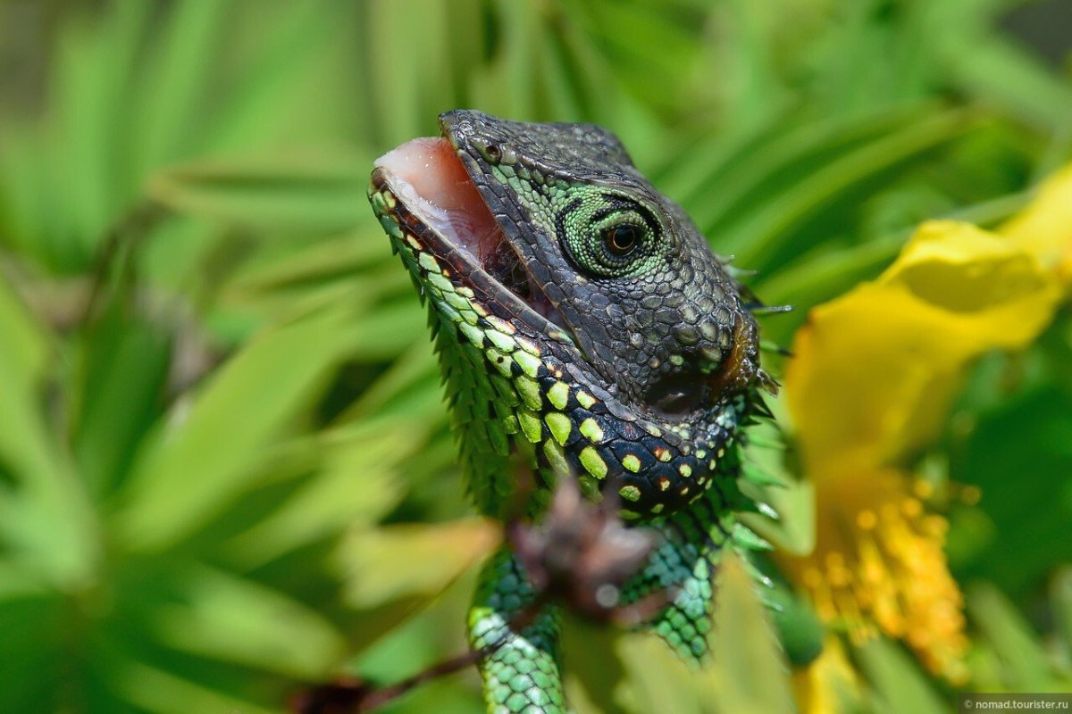 Цейлонский калот
