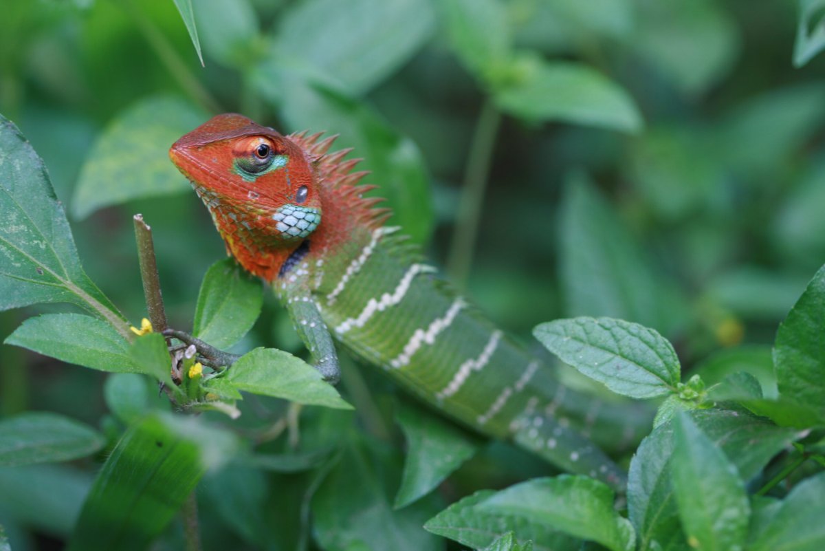 Поясохвост геккон