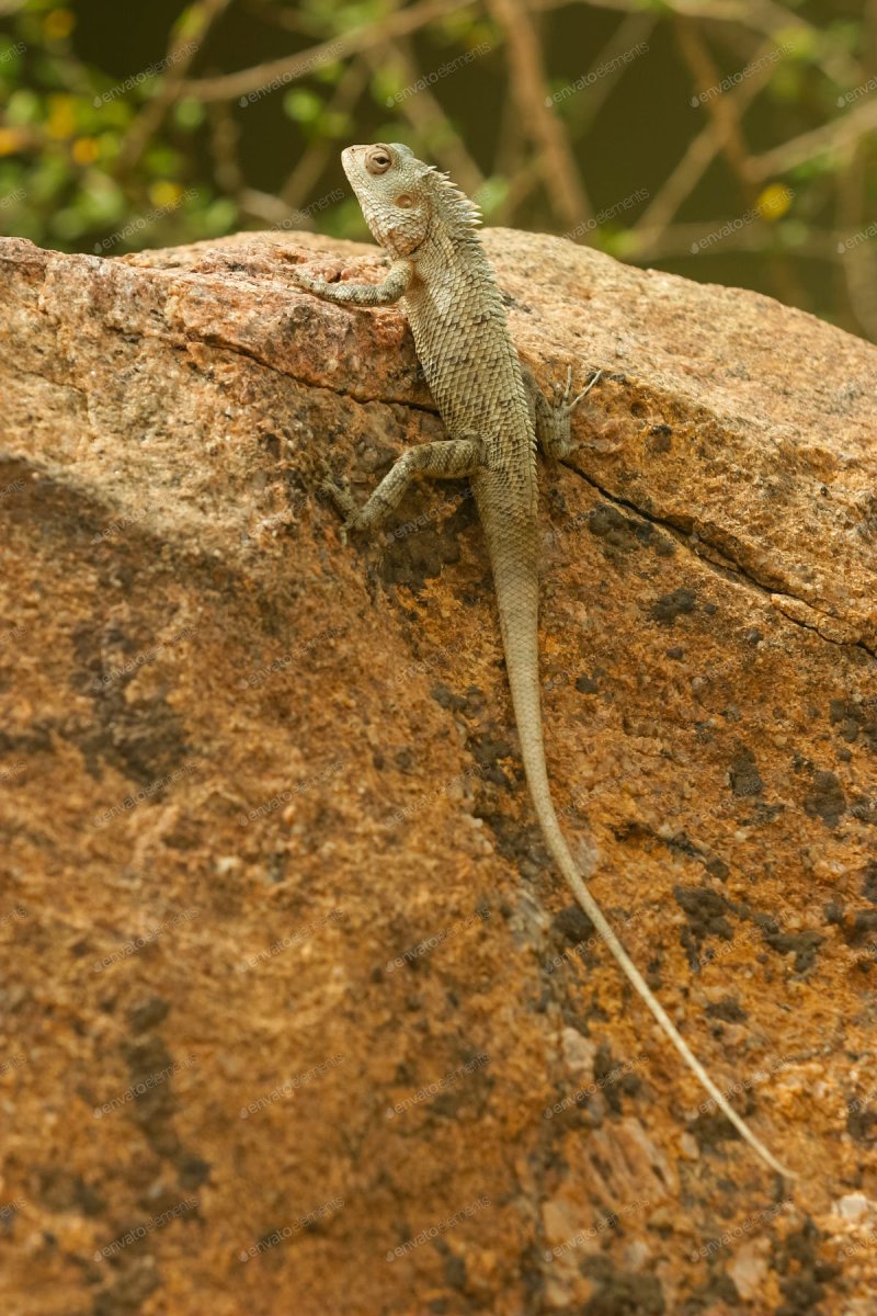 Шри Ланка ящерицы