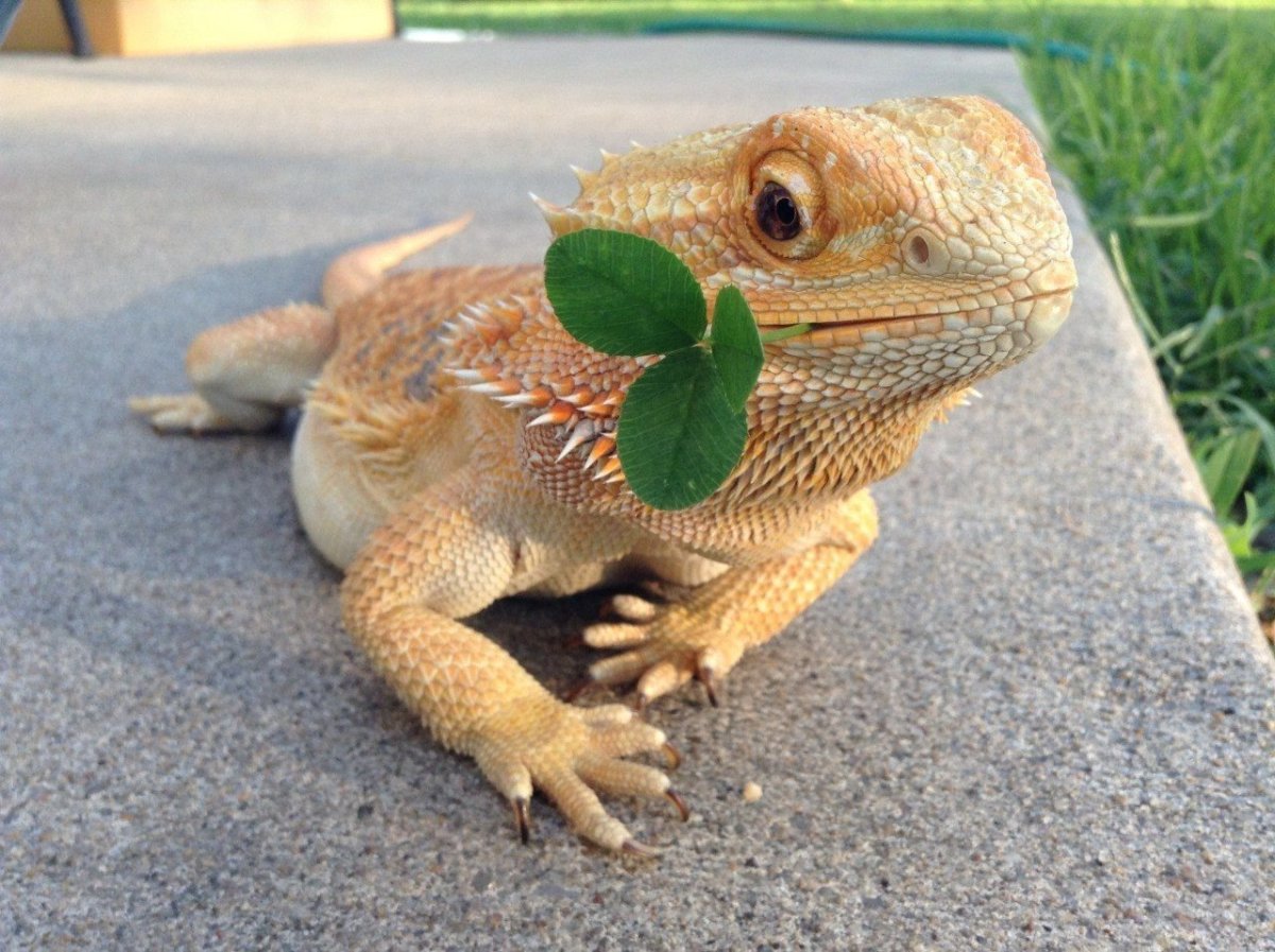 Бородатая агама маленькая