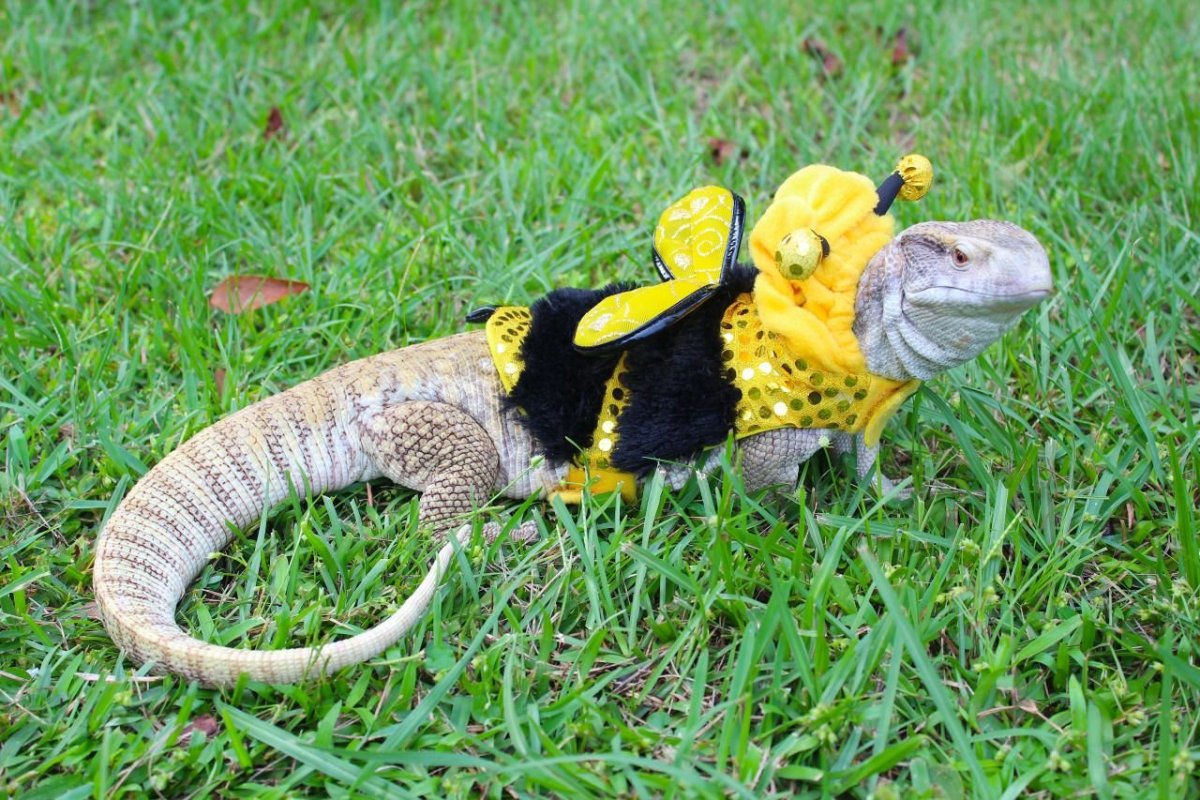 Игуана шипохвостая черная