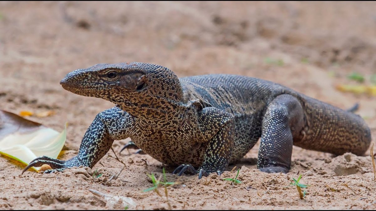 Бенгальский Варан