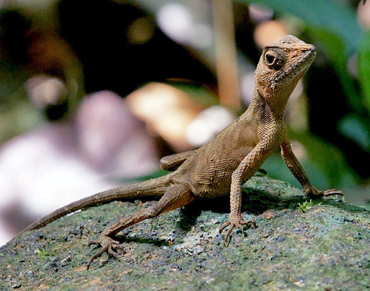 Геккон ящерица Шри Ланка