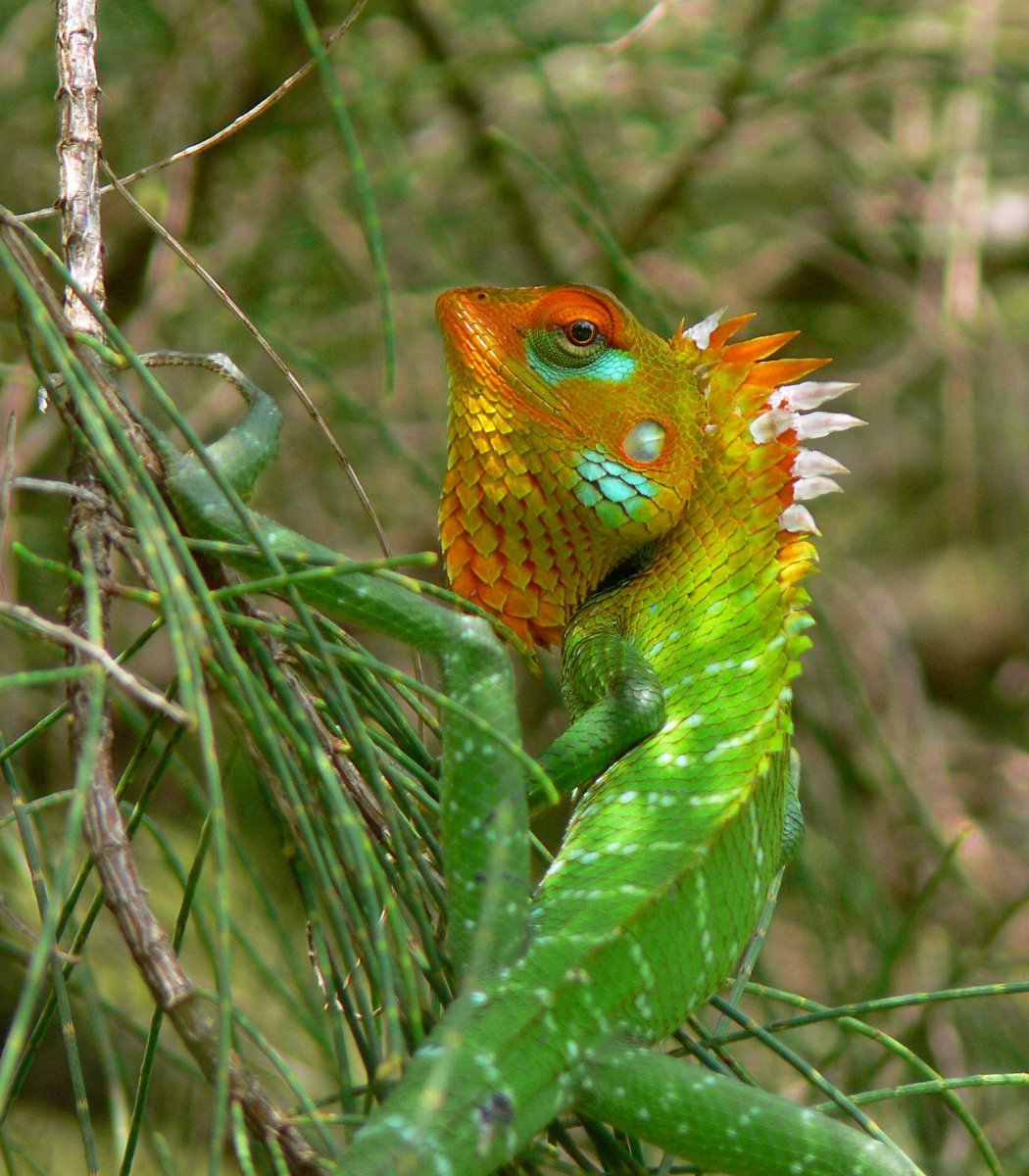 Агама ящерица Шри Ланка