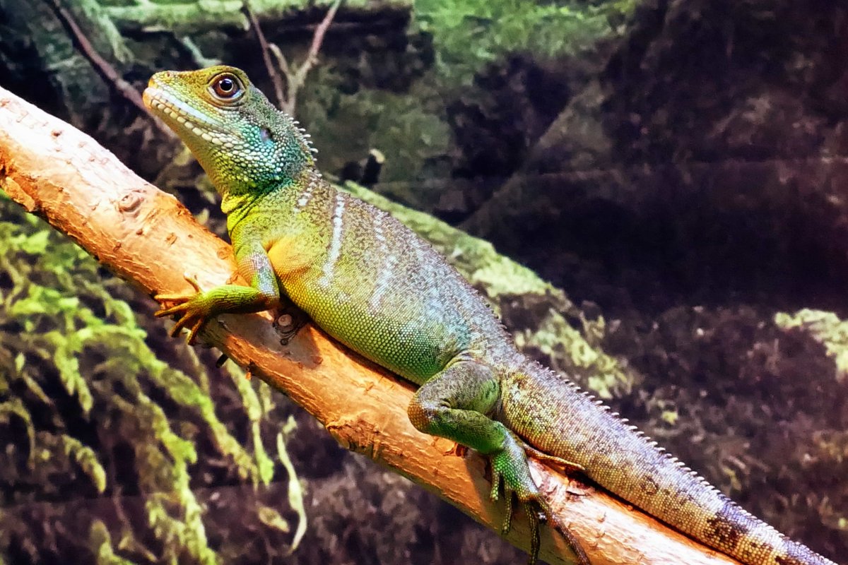 Тропический лес и игуана