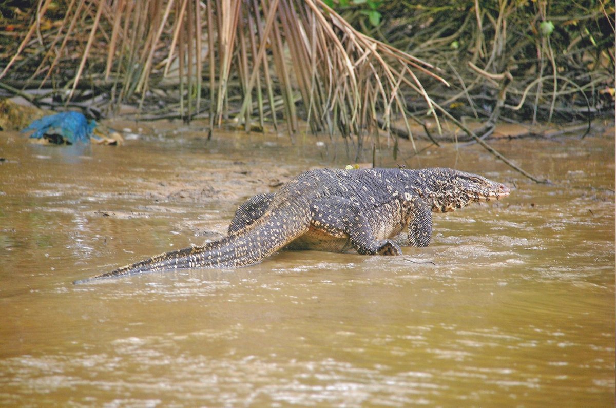 Ящерка круглоголовка
