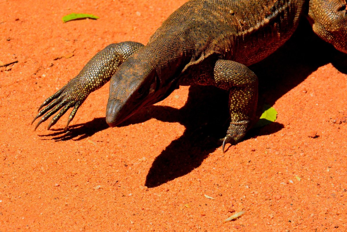 Шри Ланка ящерицы