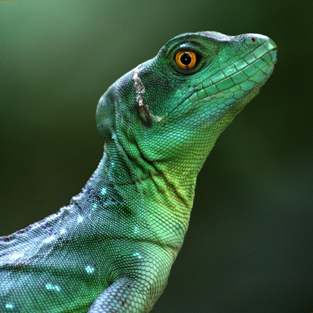 Рогатая агама