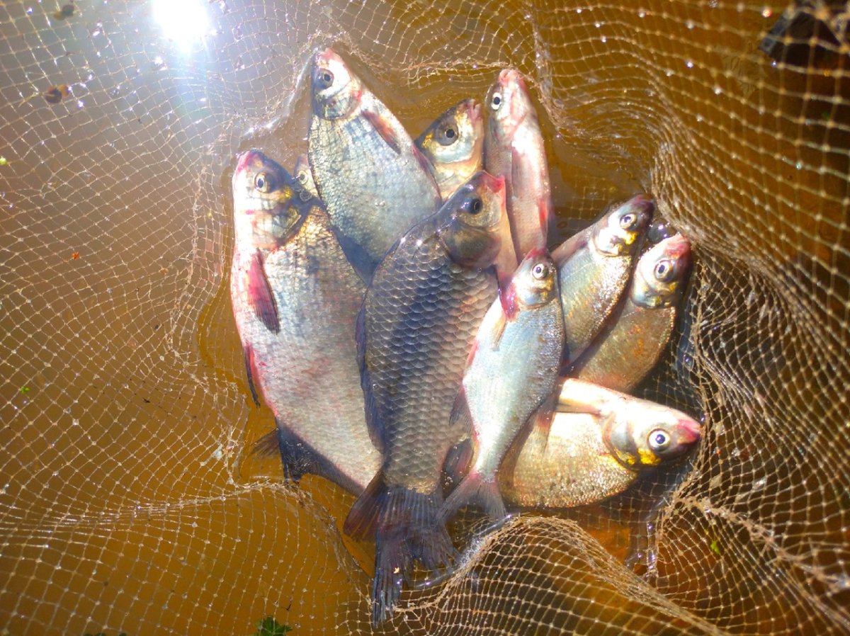 Лахтинский разлив рыбалка