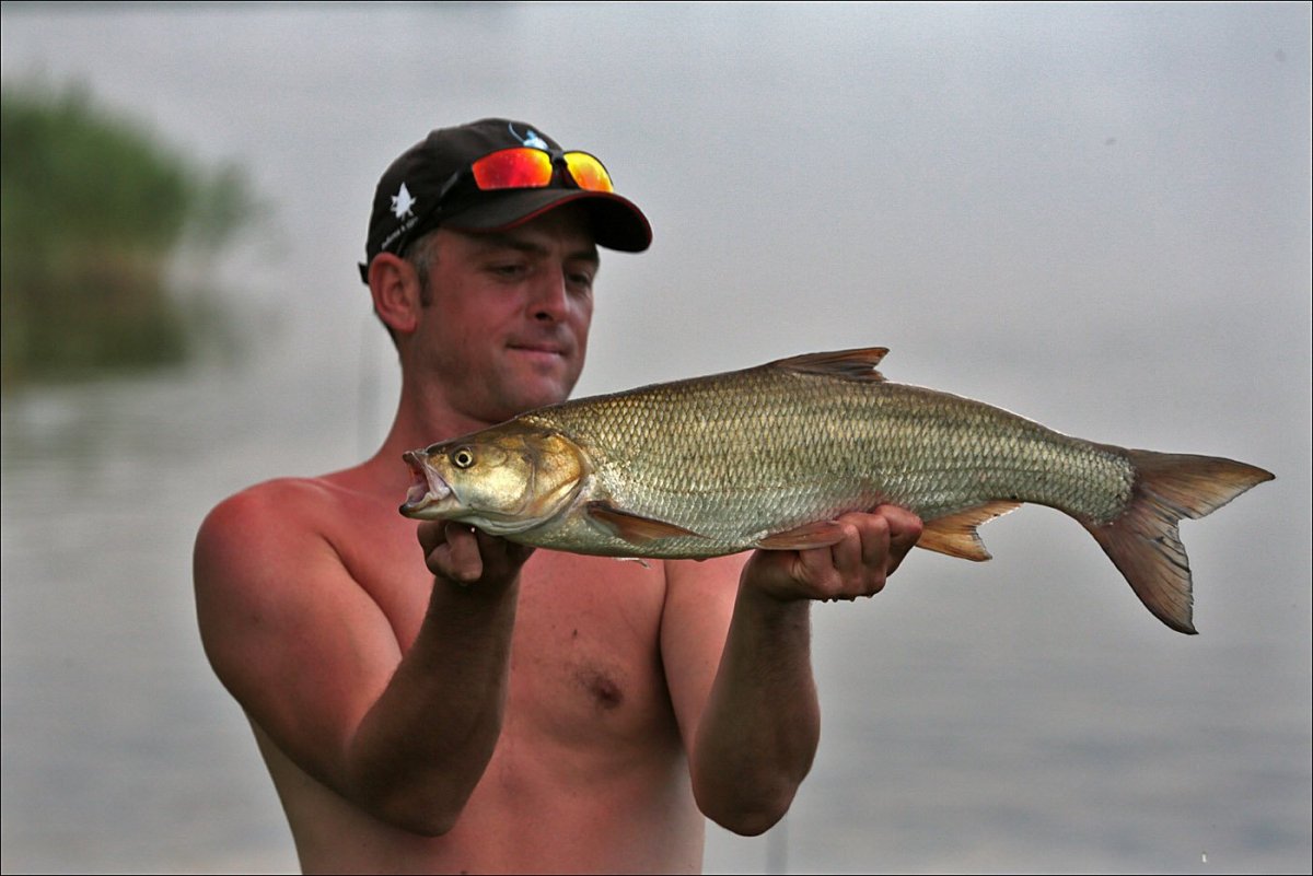 Рыбы в Немане