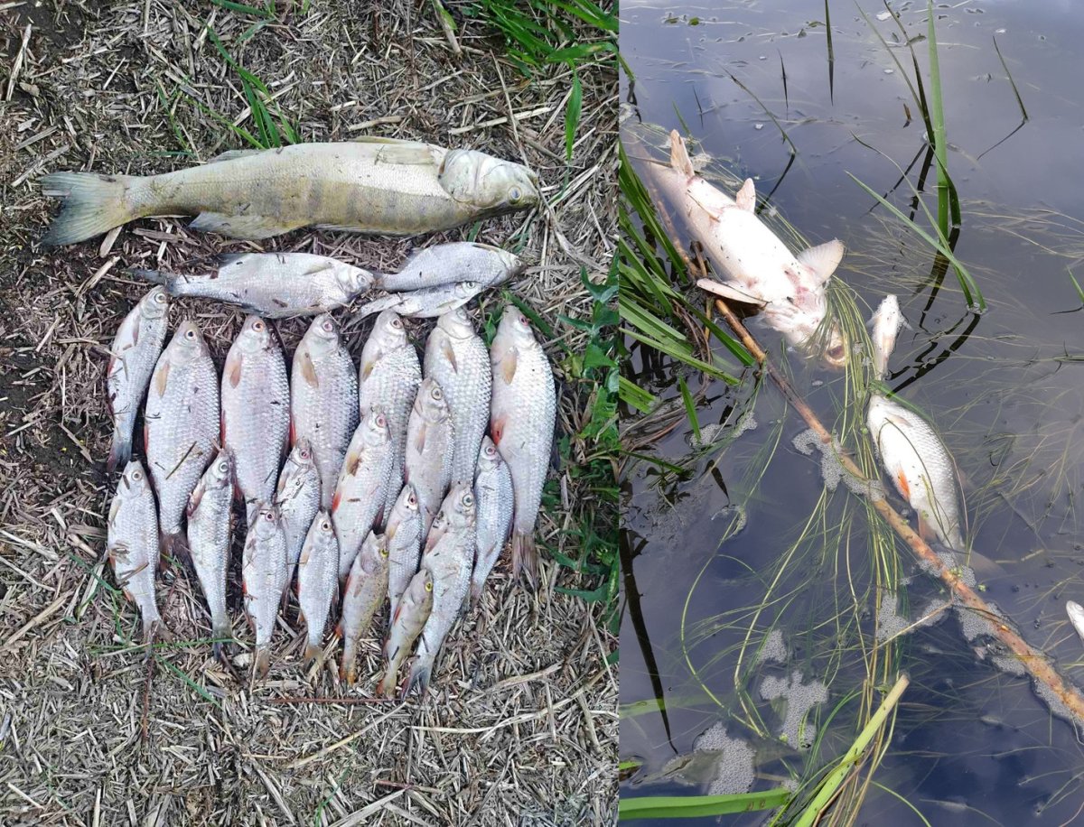 Жерех Астраханский