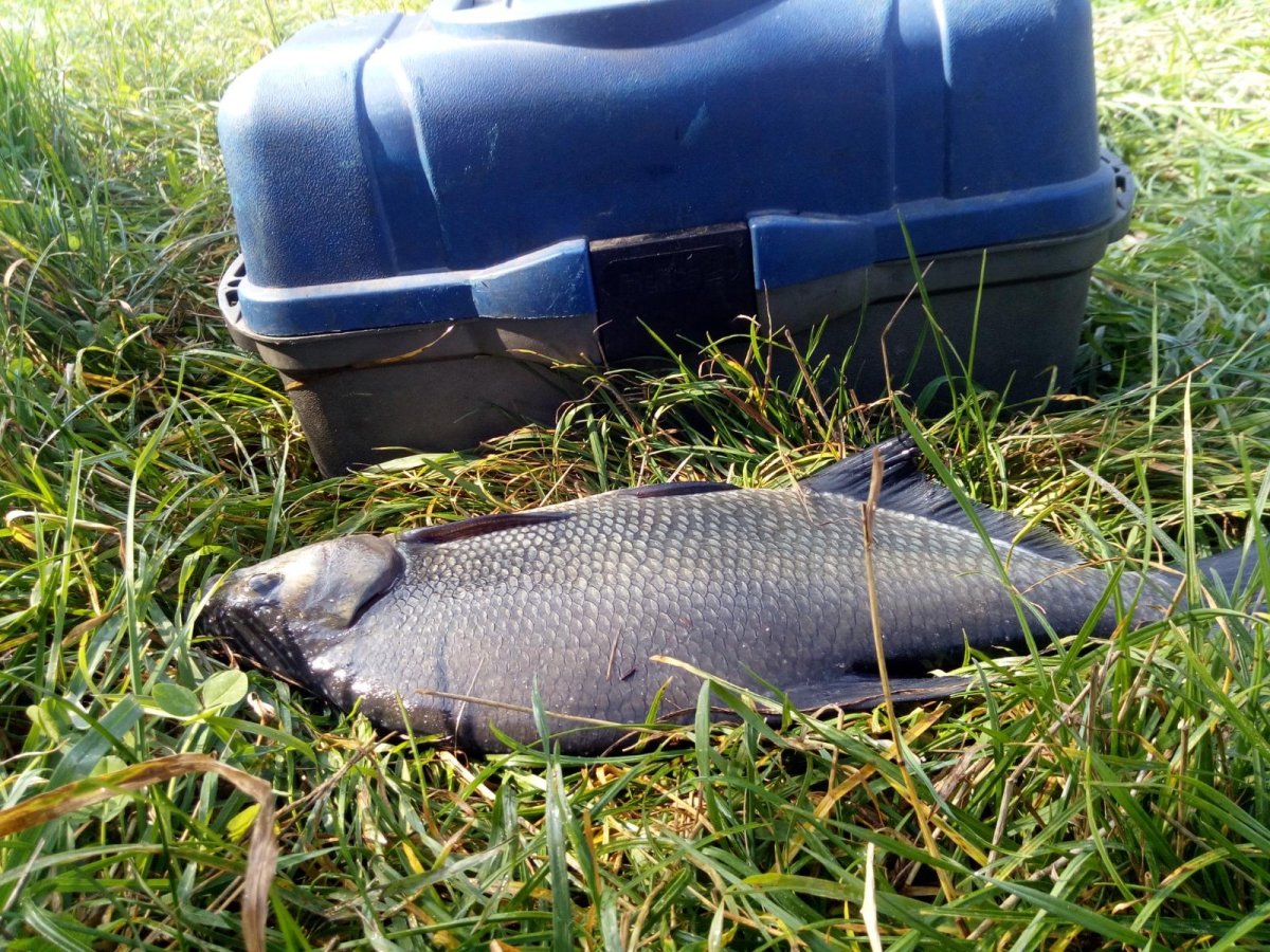 Тарань густера вяленая