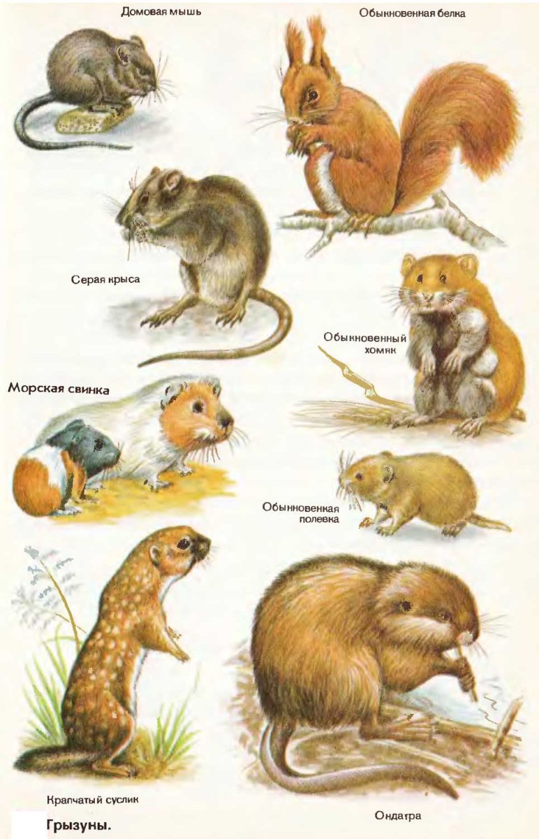 Отряды млекопитающих отряд Грызуны