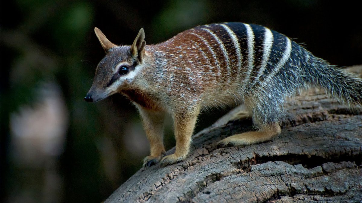 Сумчатый муравьед Австралии