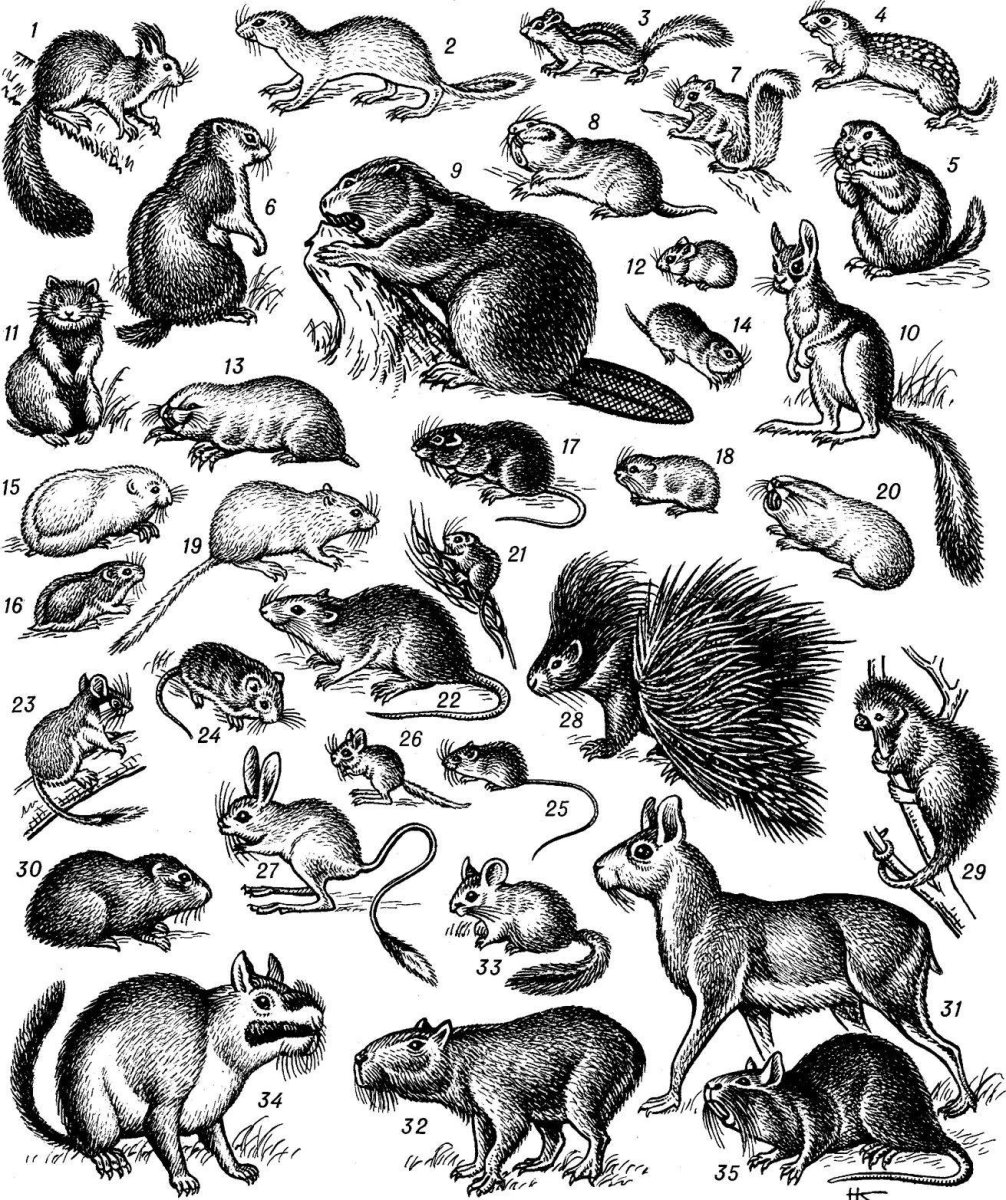 Семейство грызунов