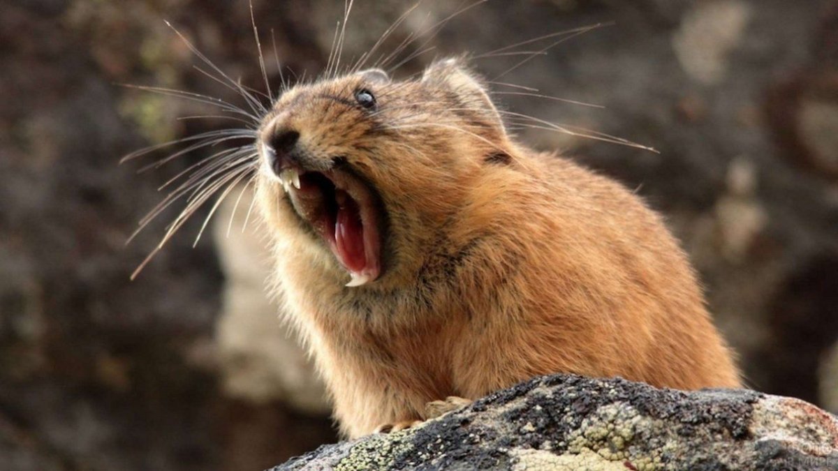 Алтайская пищуха