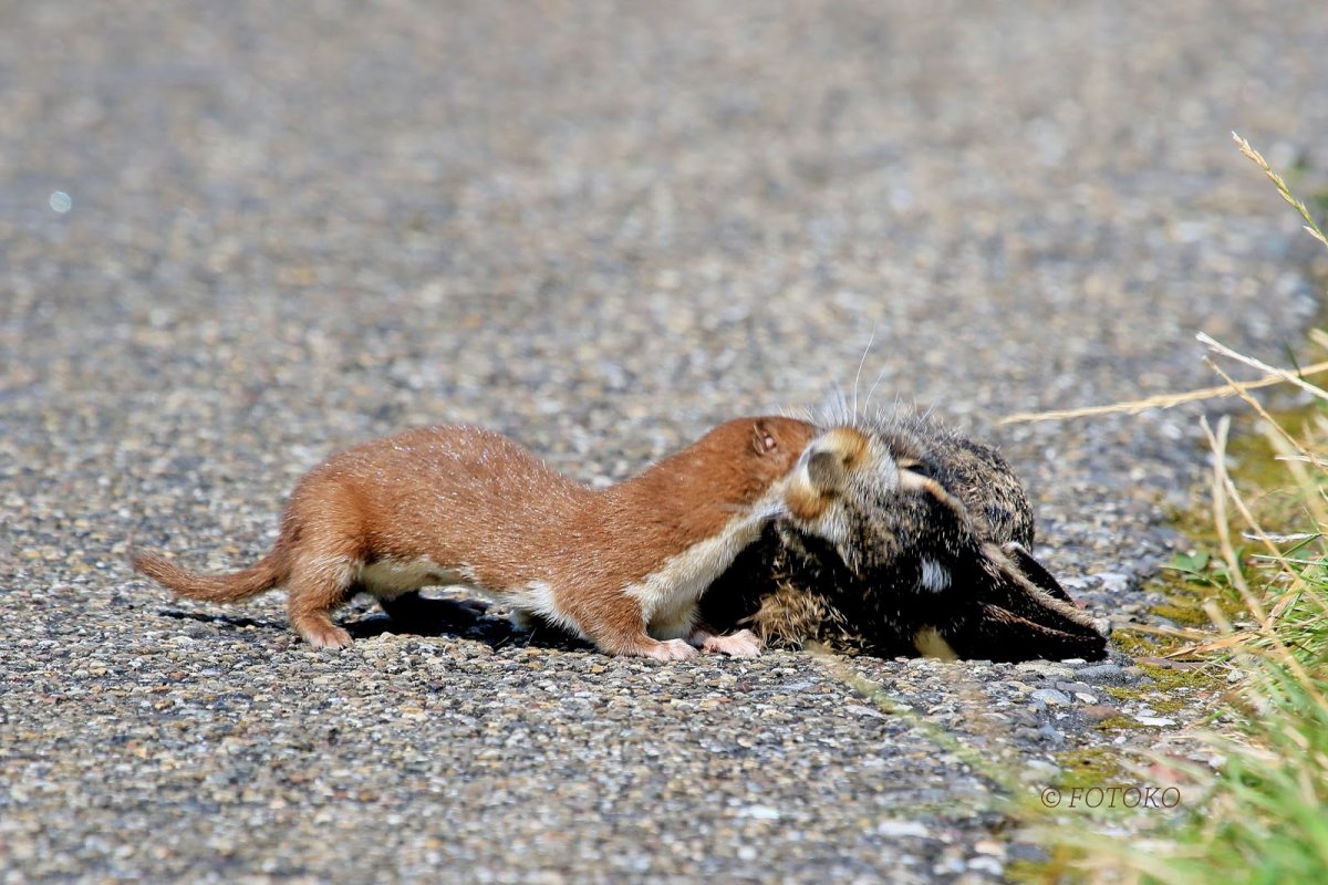 Ласка охотится