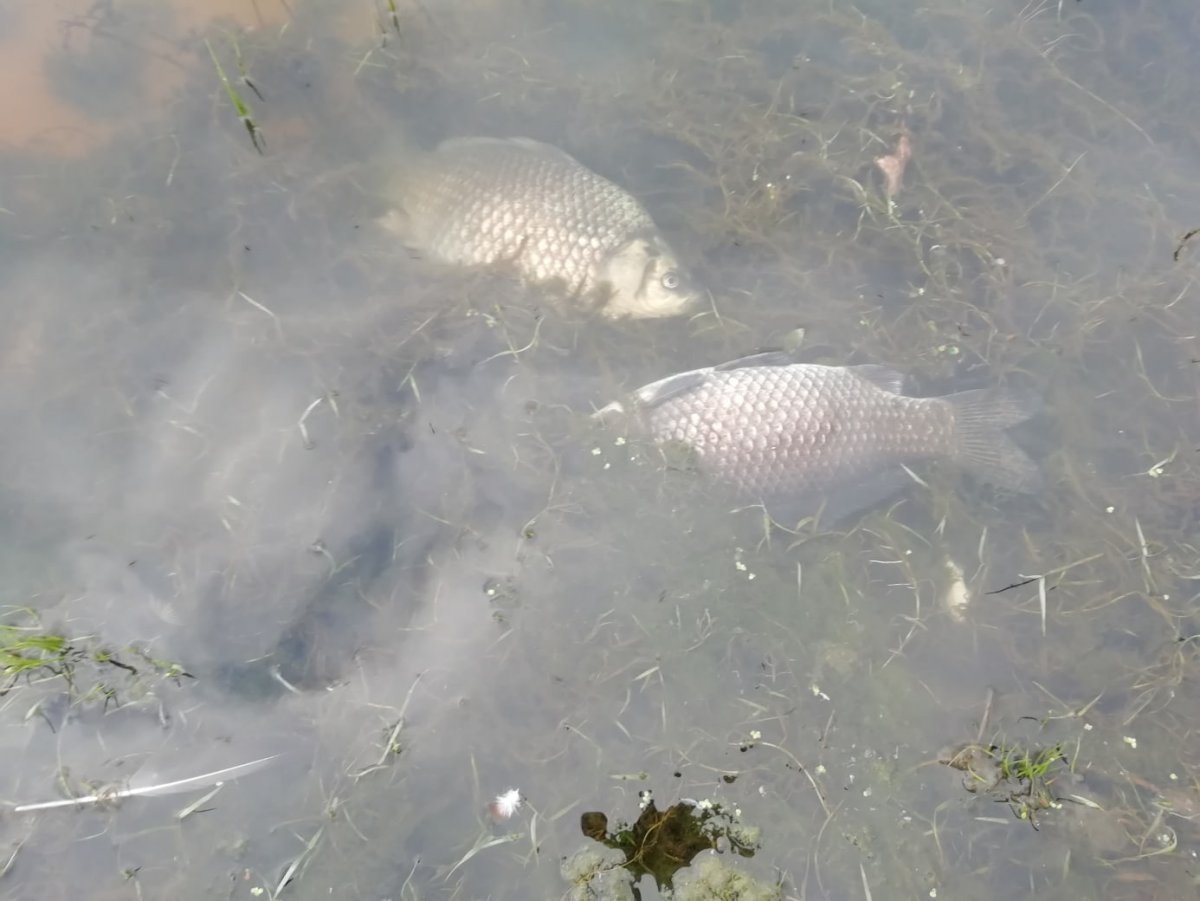 Рыбы в реке Неман