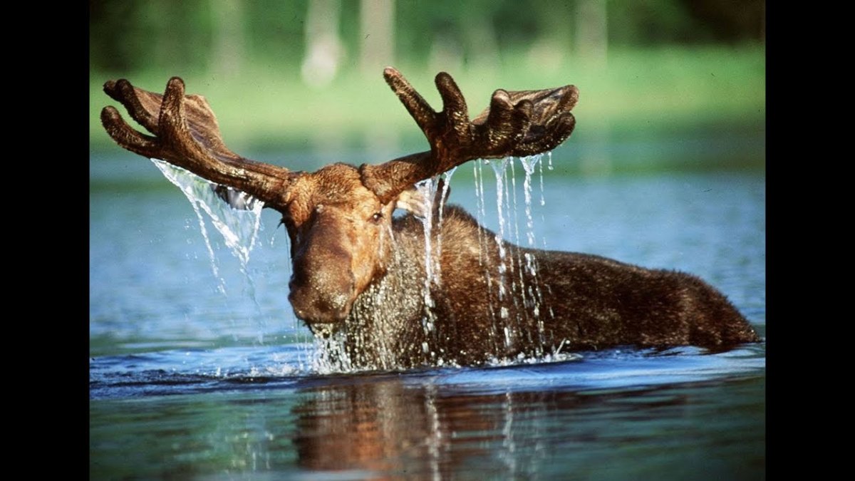 Рыбная тематика