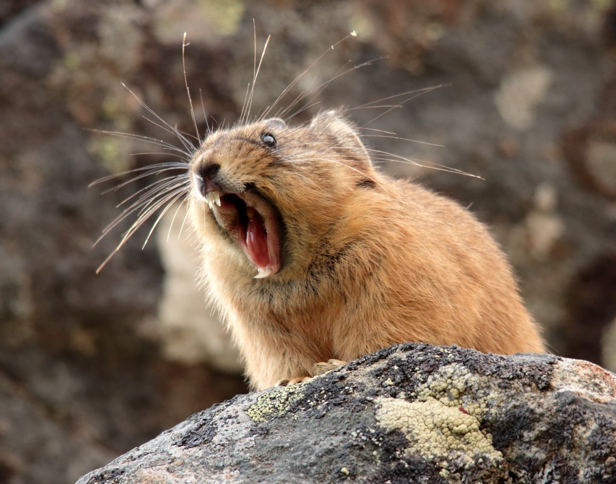 Пищуха сеноставка