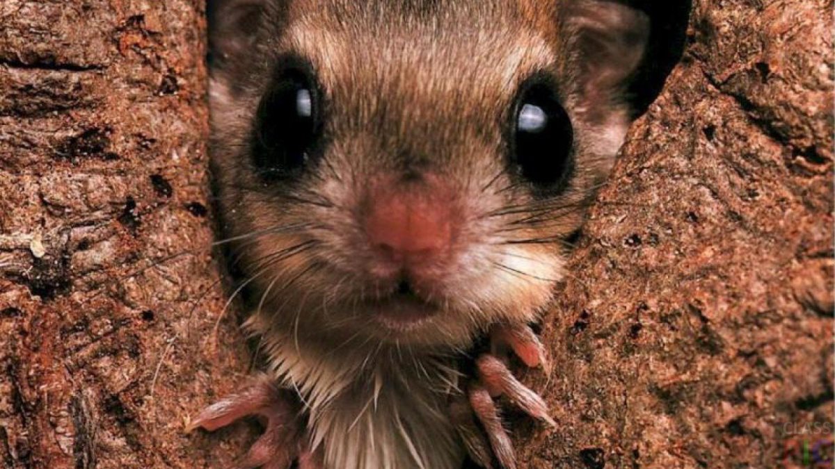 Необычные Грызуны