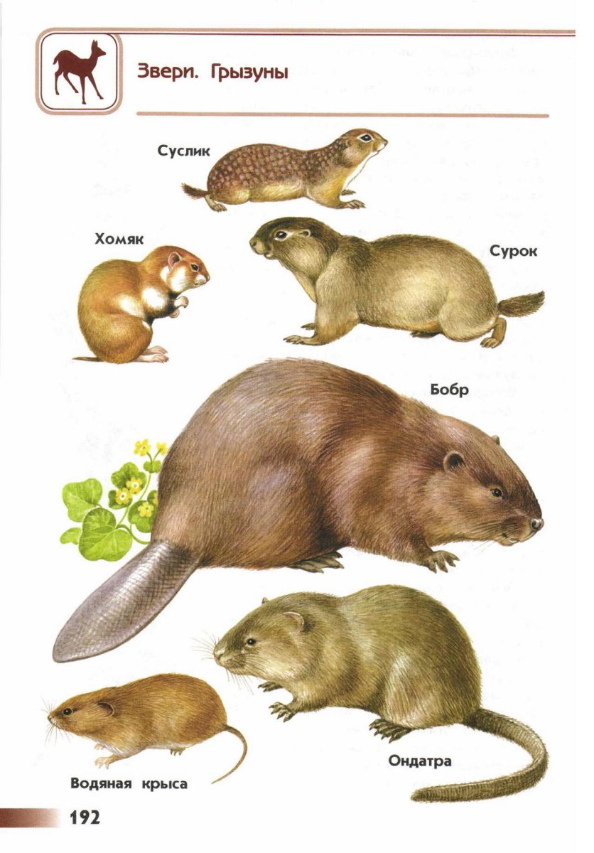 Грызуны с названиями