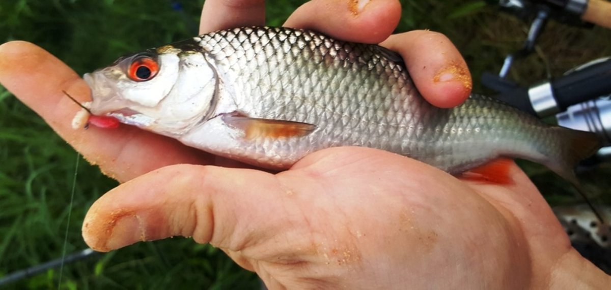 Духовная рыба