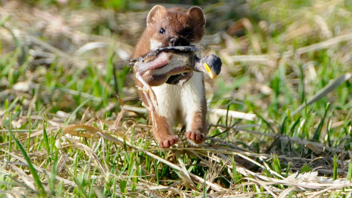 Горностай охотится